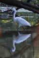 Aigrette garzette-01